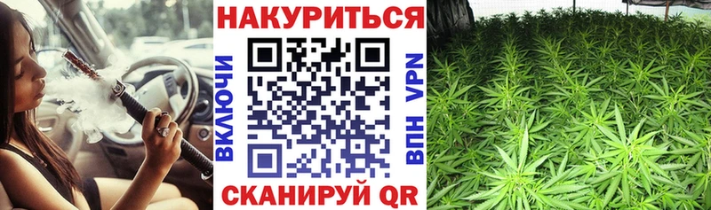 продажа наркотиков  hydra маркетплейс  Шишки марихуана сатива  Камызяк 